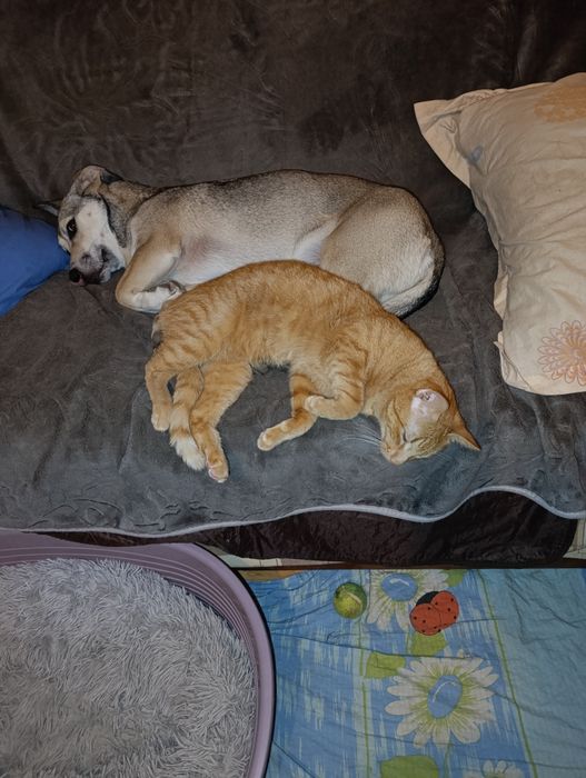 Cățelușa talie mica metis spre adopție