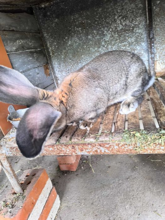 Белгийски великани