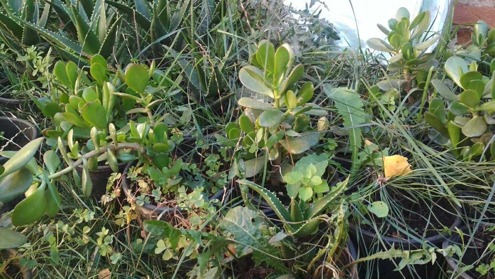 Алое Вера /Aloe Vera/ и Дърво на живота /Красула/ - растения в саксии