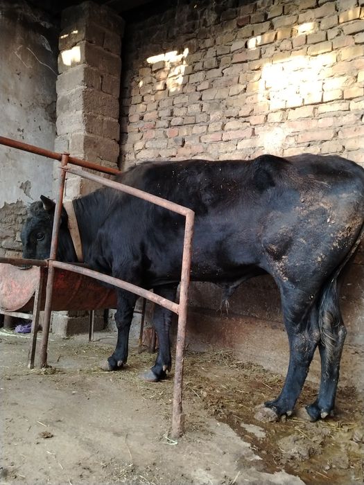 Buqa sotiladi narxini kelishamiz