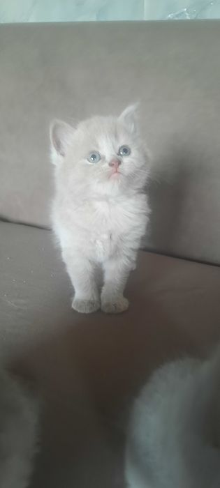 Британские котята 35000