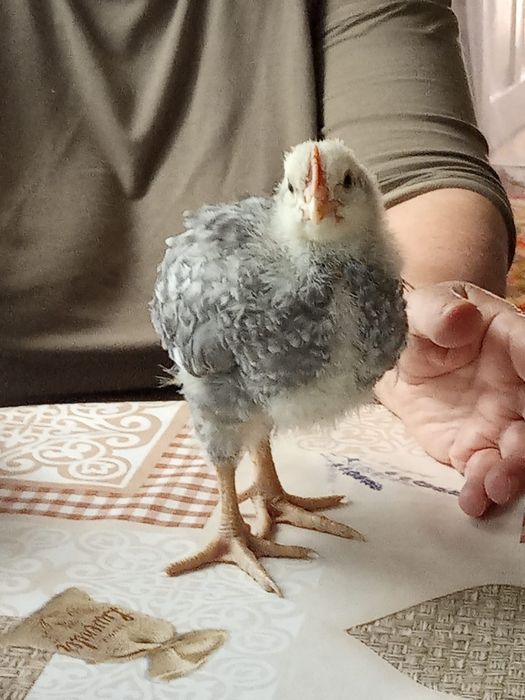 Домашние цыплята