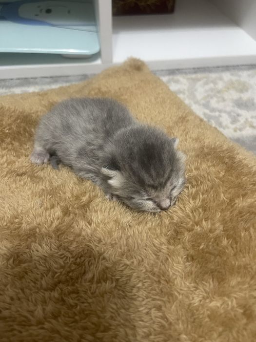 Котенок беспалатно