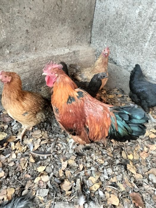 Продам петушка. Кучинка юбилейная