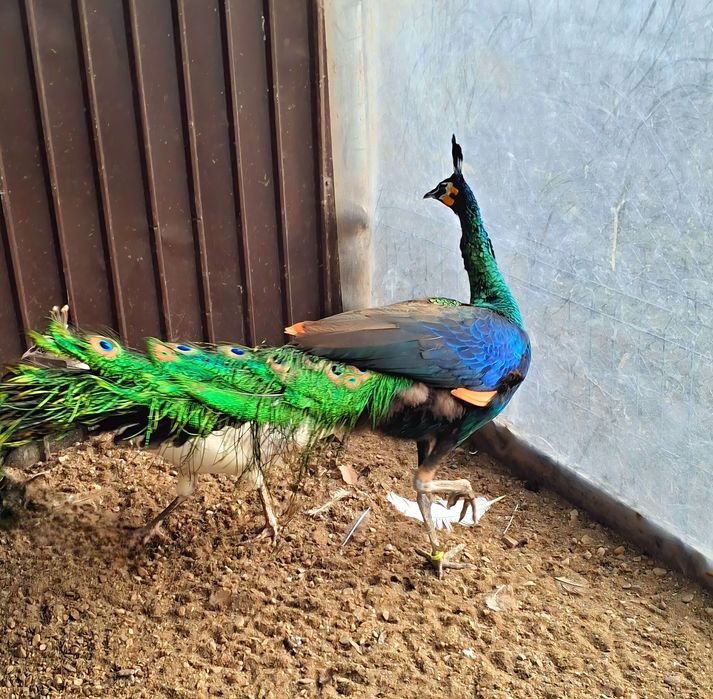 Mascul paun Verde,Java-Muticus !