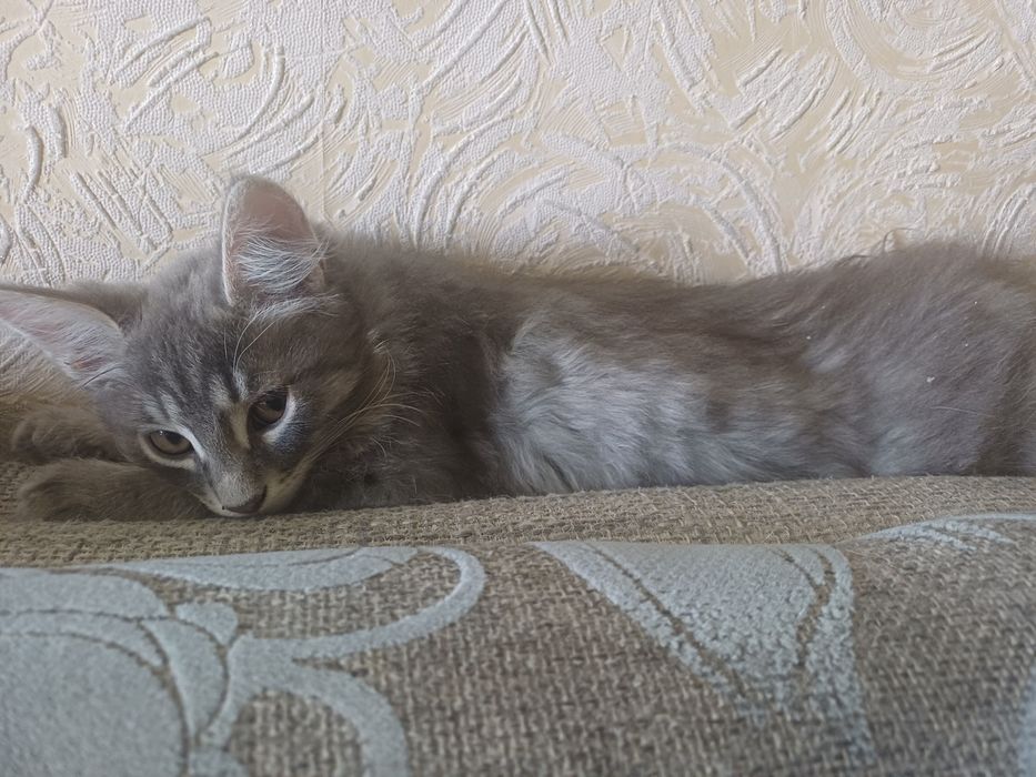 Три котенка все мальчики