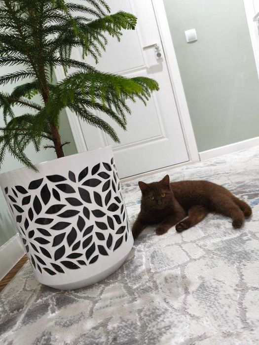 Британская леди ищет самых добрых родителей