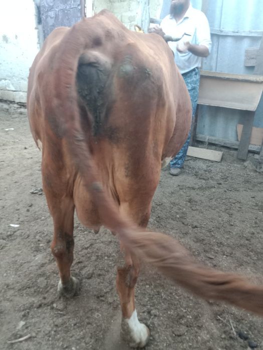 Жылқы, Сыер.бзау