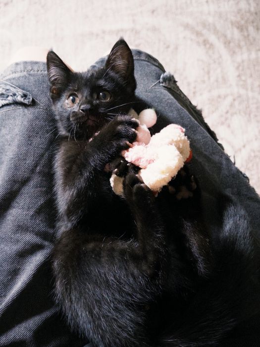 Черный котенок ищет семью