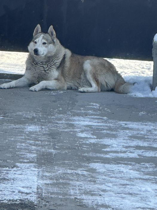 Достойный кабель лайка на  вязку
