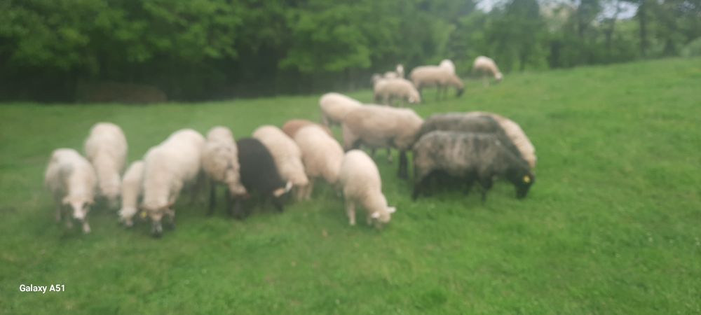 Berbecuți și oi cu mieluțe.