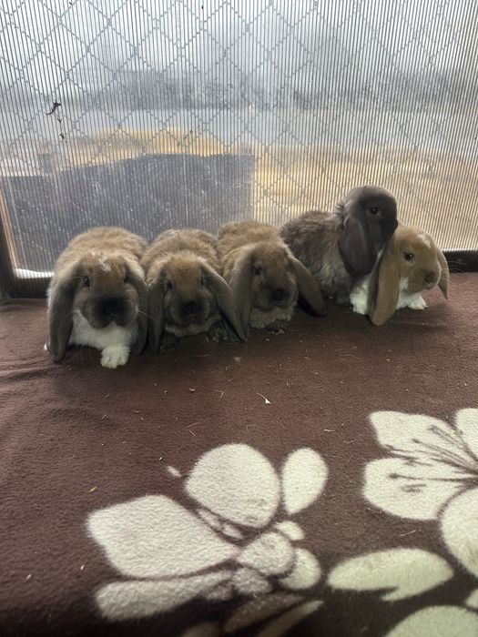 Iepuri berbec german