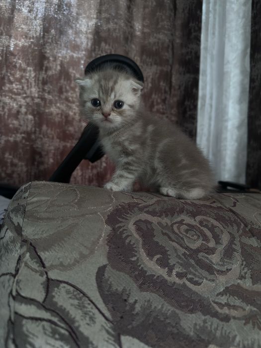 Котята шотландцы