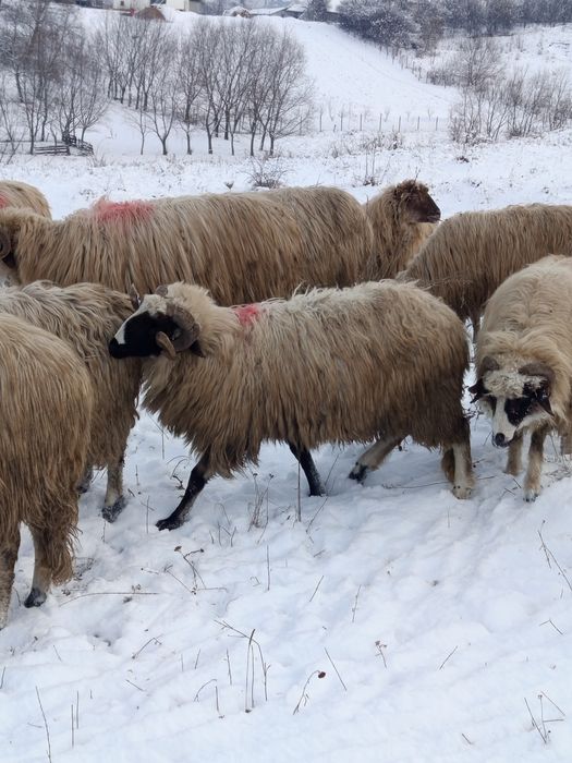 Vînd berbeci tineri