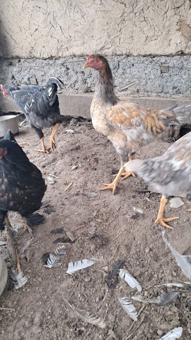 Продам петухов молодые