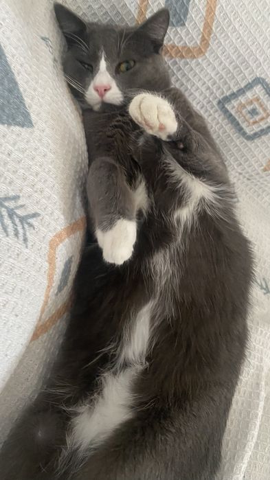 Отдадим кота в добрые руки