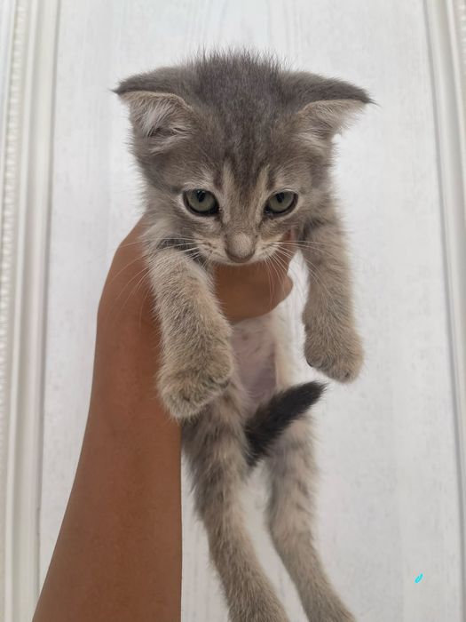 Отдам котят в добрые руки