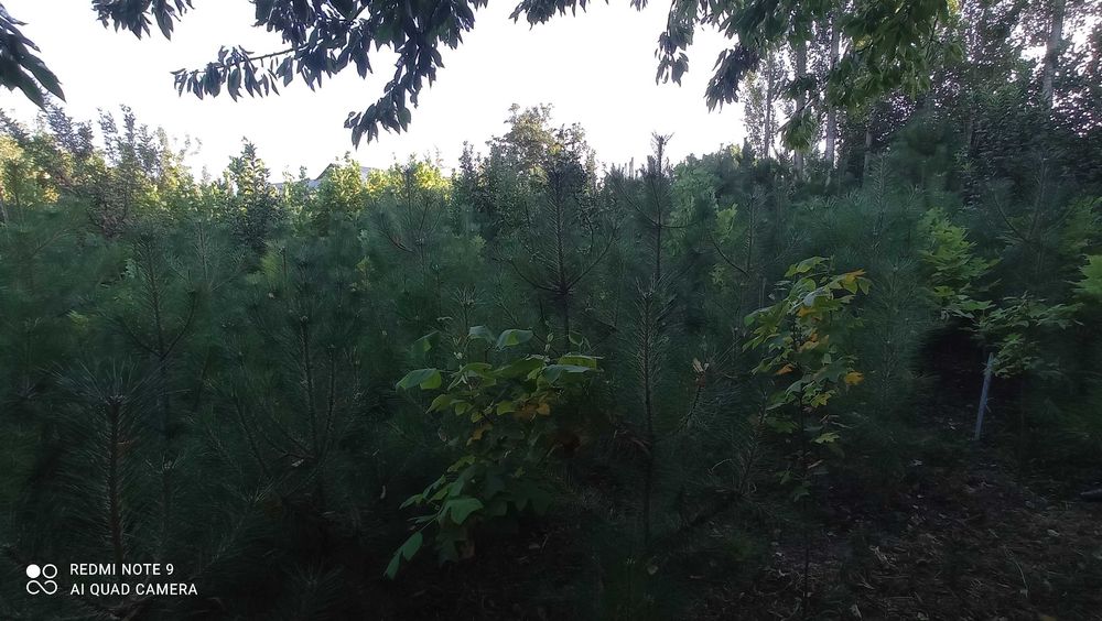 Манзаралар дарахт ва арчалар