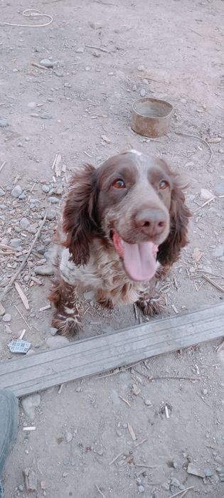 Спаниель продам спаниеля