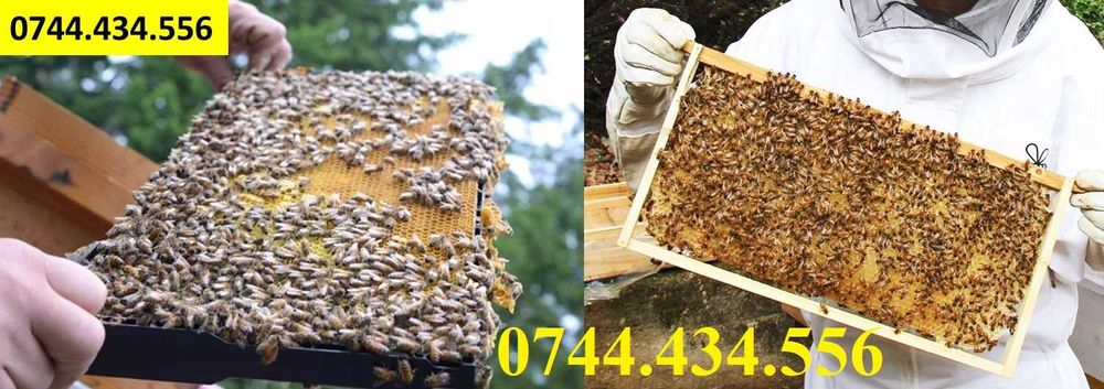 Vand roiuri de albine Popesti. Jud Bihor. 2025