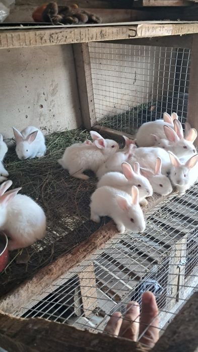 Көжектер мен Қояндар сатылады