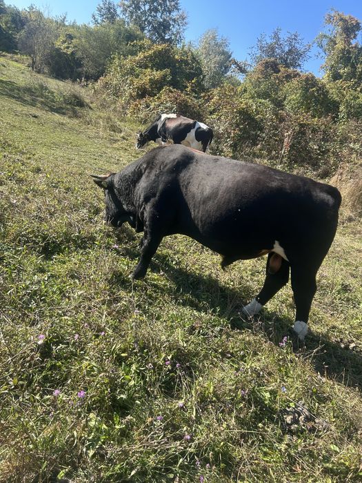 Taur 500 kg, varsta 2 ani
