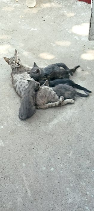 Котята в добрые руки