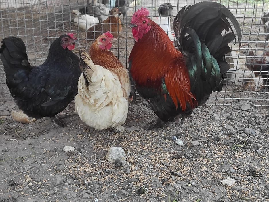 Продам карликовых курей