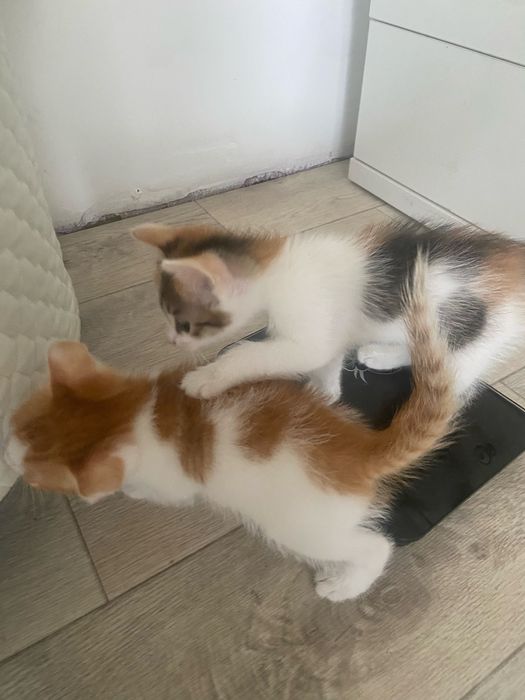Шикарные котята !