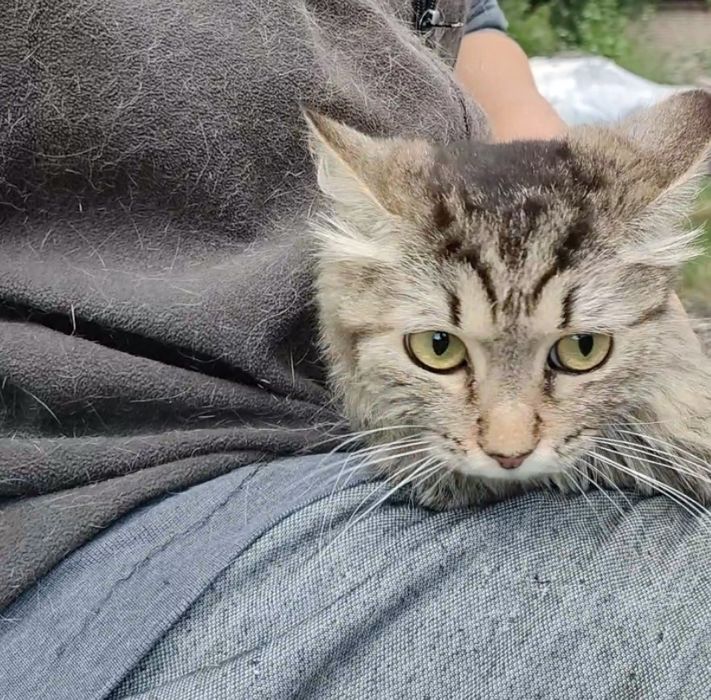 Кошка, пушистая, стерилизованая