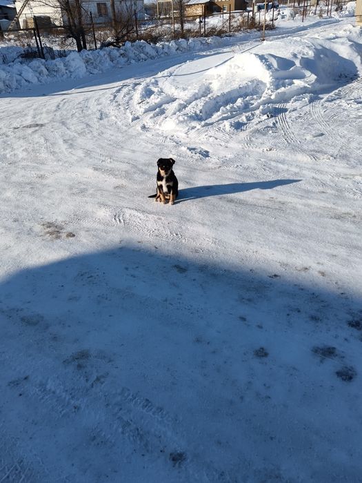 Щенки мальчик и две девочки бесплатно