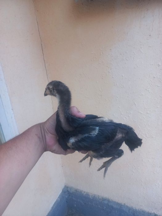 Sotiladi toza qonla zoti toza