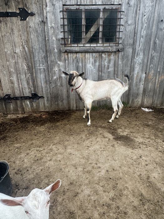 Țap anglo nubian -saanen