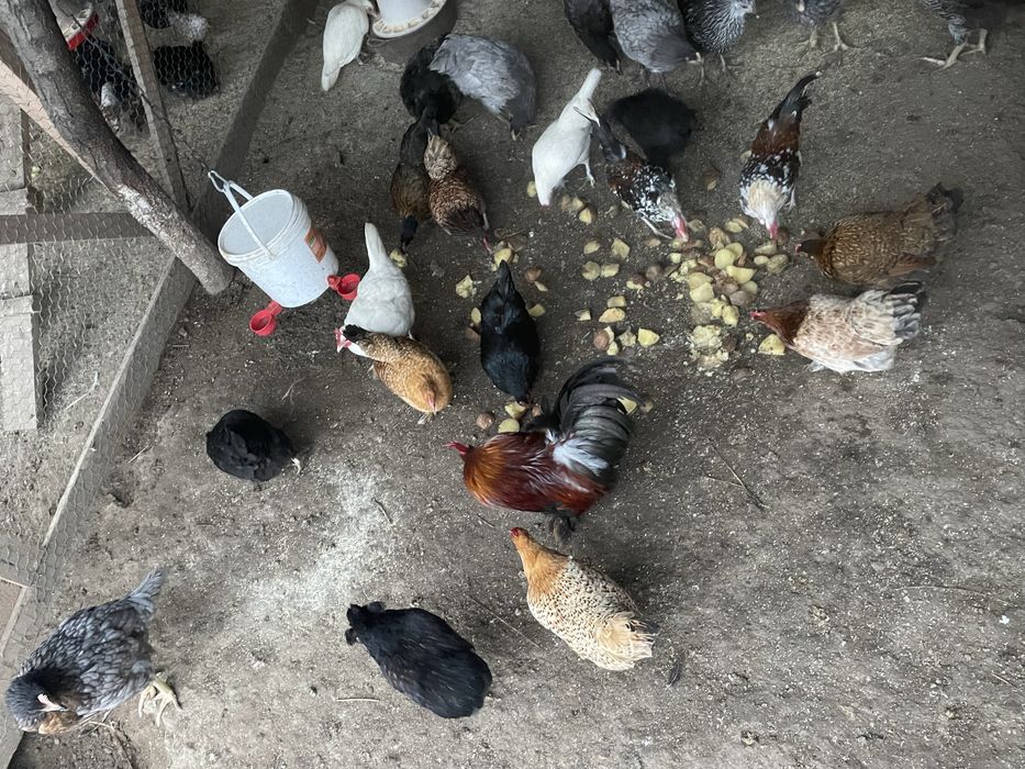 Vand gaini si cocosi americani