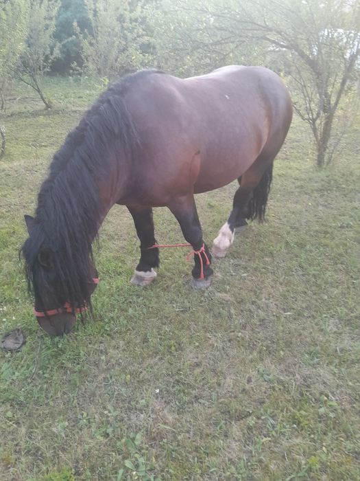 Cai de vînzare Starchiojd