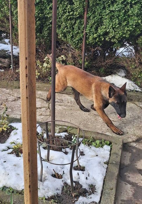 Белгийска овчарка