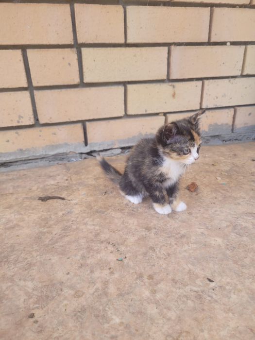 Ордам котяты бесплатно