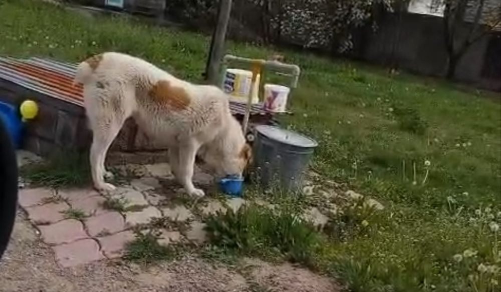 Тайсон  собака Тайсон