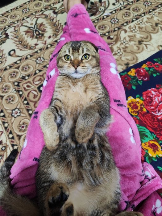 Mushuk  bolasi sotiladi sotiladi