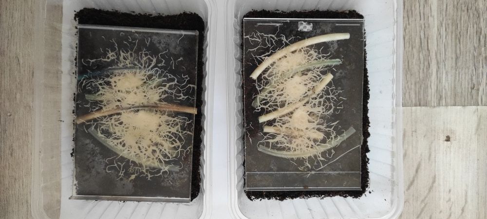 Гриндальский червь.Фото мое