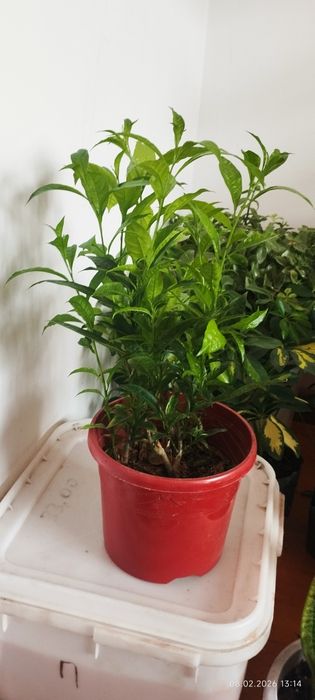 Цветы для офиса и дома