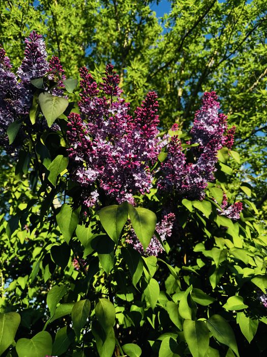 Сирень разного сорта букет