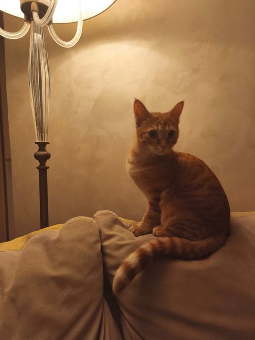 Отдам котёнка в добрые руки