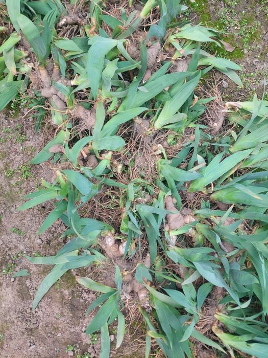 Цветы,ирисы-петушки