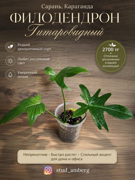 Филодендрон 2 ..