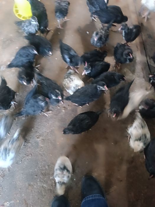 Яйцо на инкубацию