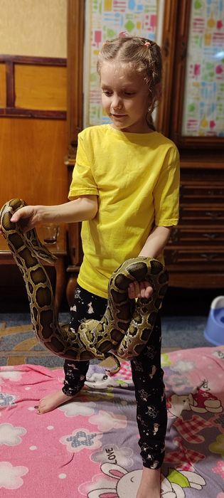 Тигровые питоны в год змеи