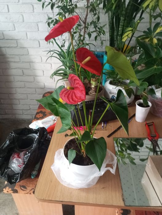 Продам или обменяю