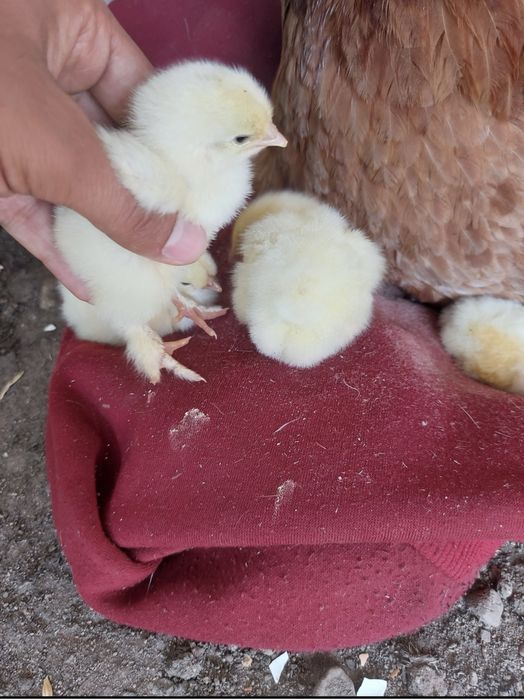 Цыплята брамы суточные