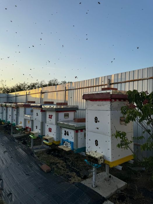 MIERE De Albine 18 Ron